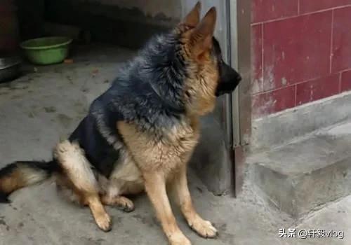 德牧一般几个月就知道看门了,德牧看门