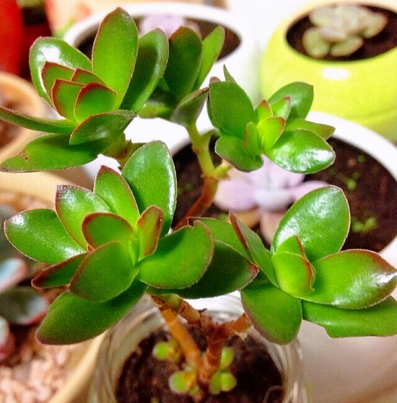 多肉雅乐之舞和晚霞之舞,爱跳舞的植物有哪些