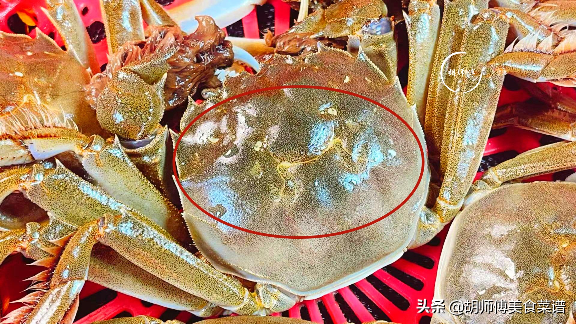 选螃蟹是青壳还是黄壳,螃蟹软壳好还是硬壳好