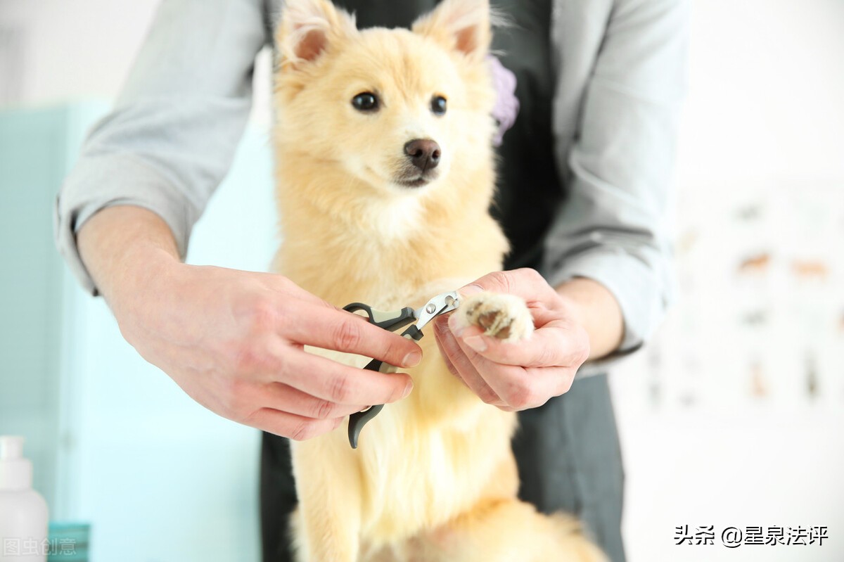 宠物侵权赔偿责任,被宠物猫抓了可不可以索赔误工费