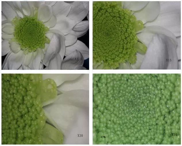 小手拉大手专项整治,小手拉大手预防秋季传染病