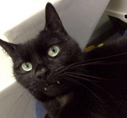 幼猫牙龈发红是什么病,幼猫食欲不振吐绿色液体