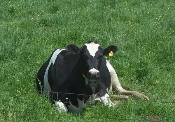 选择奶牛注意事项,提高奶牛舒适度的管理技巧