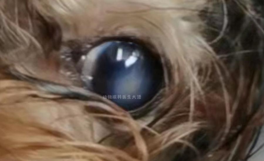 狗狗眼角膜溃疡一般治疗多久能好,狗狗眼角膜水肿与皮肤病有关吗