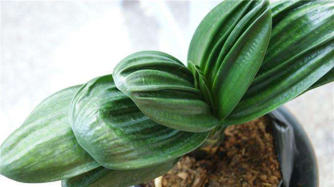 君子兰叶子皱皱巴巴怎么回事,君子兰叶子参差不齐撕掉还会长