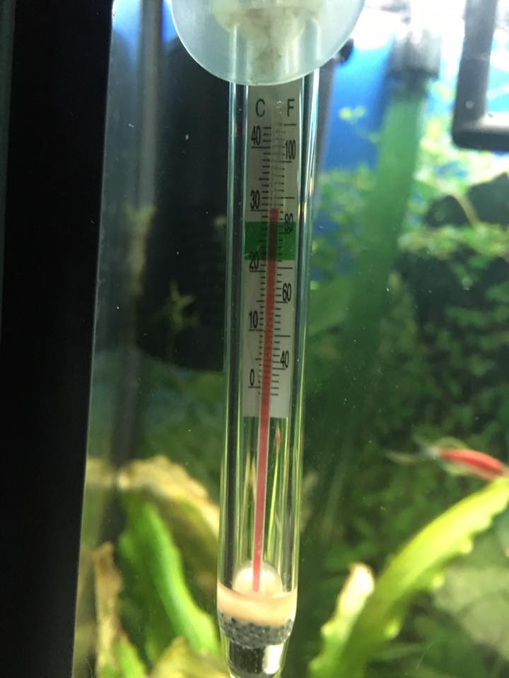 草缸夏天怎么降温,草缸降温