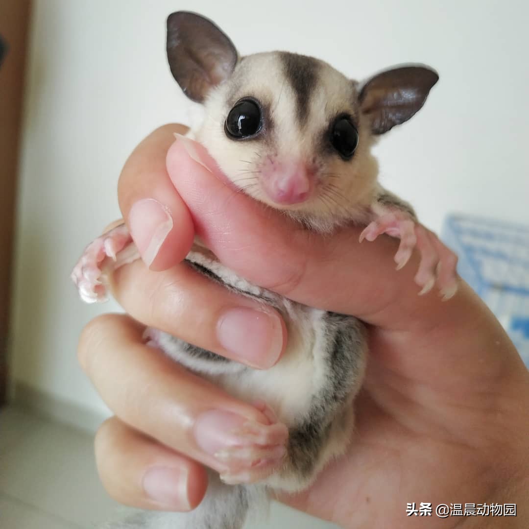 怎么看蜜袋鼯性格好不好,蜜袋鼯皮毛颜色
