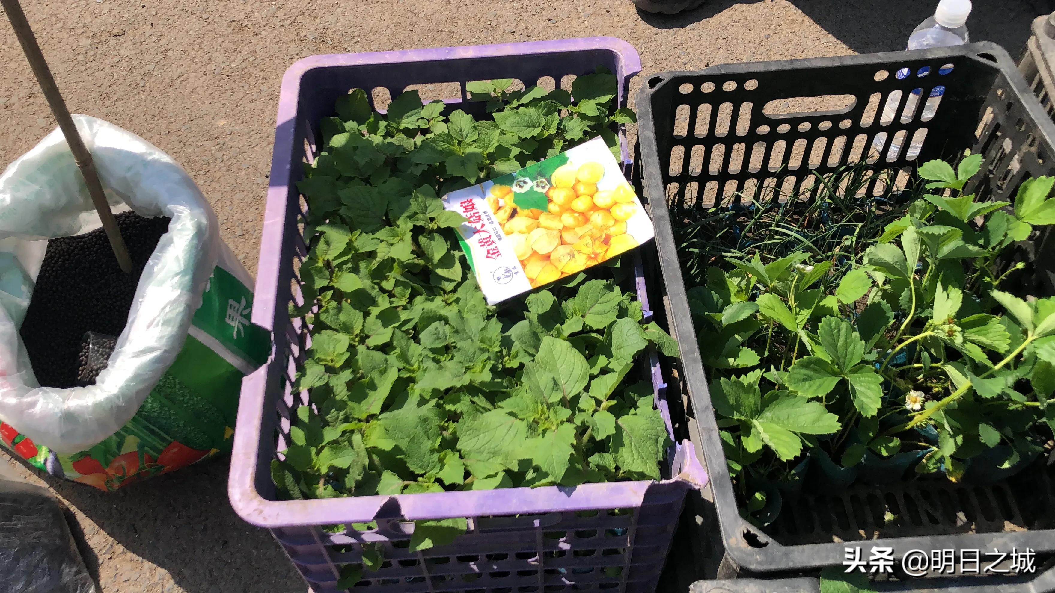 长春早市晚市大集大全2021,长春目前存在的早市