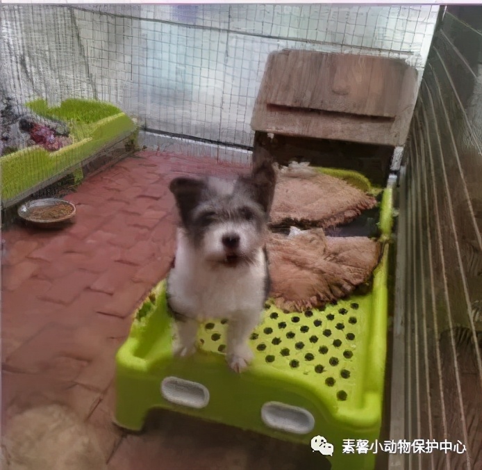 领养代替购买|2021年6月份福州线上宠物领养活动