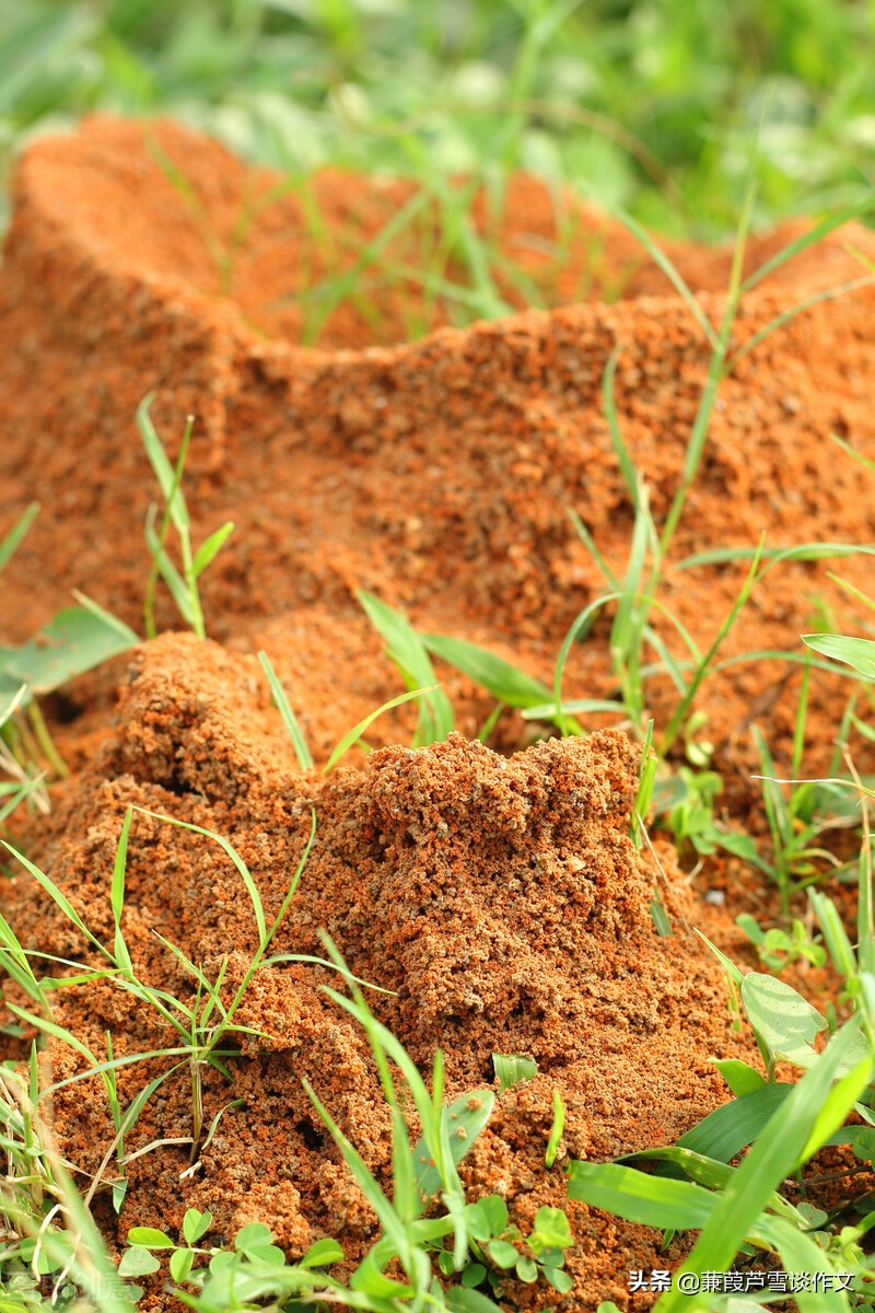 金色童年美好回忆作文,金色童年作文九年级的