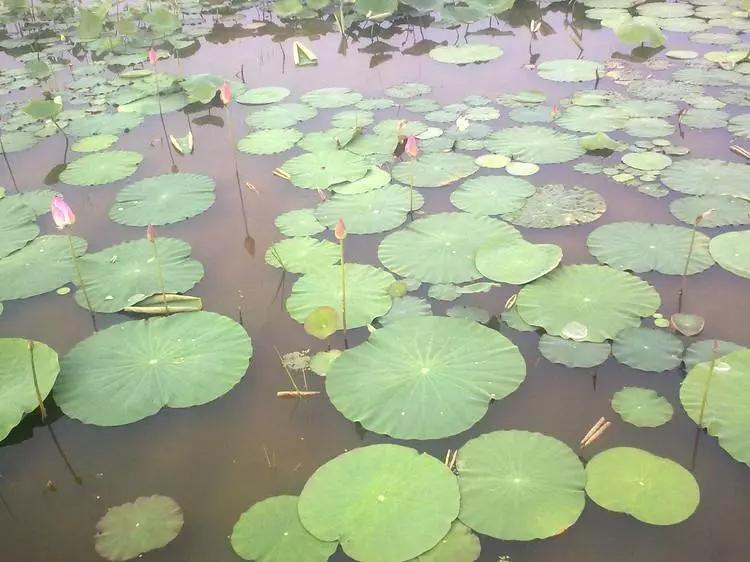 十首经典咏物诗,十首咏物诗并简单赏析