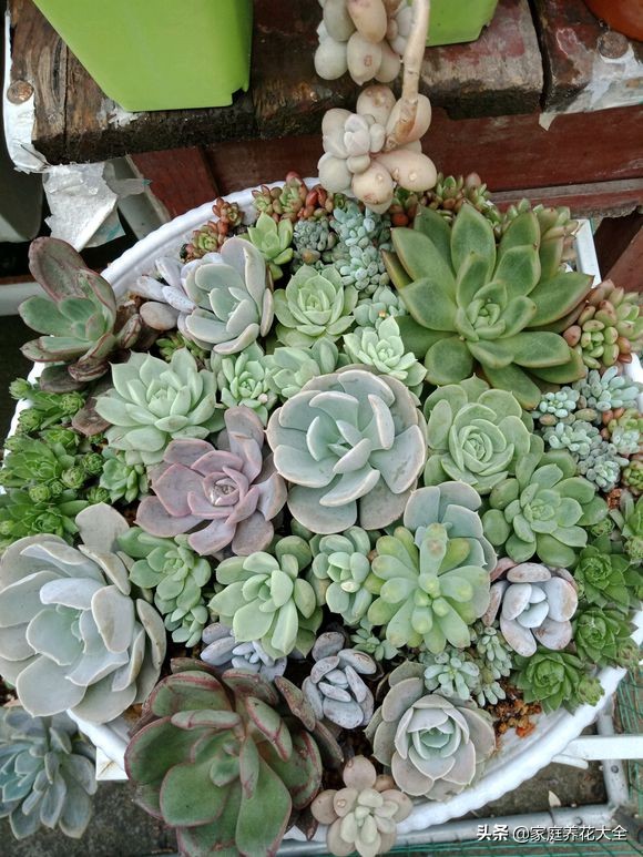 多肉火狐狸叶片皱巴巴,为什么我养的多肉叶片不饱满