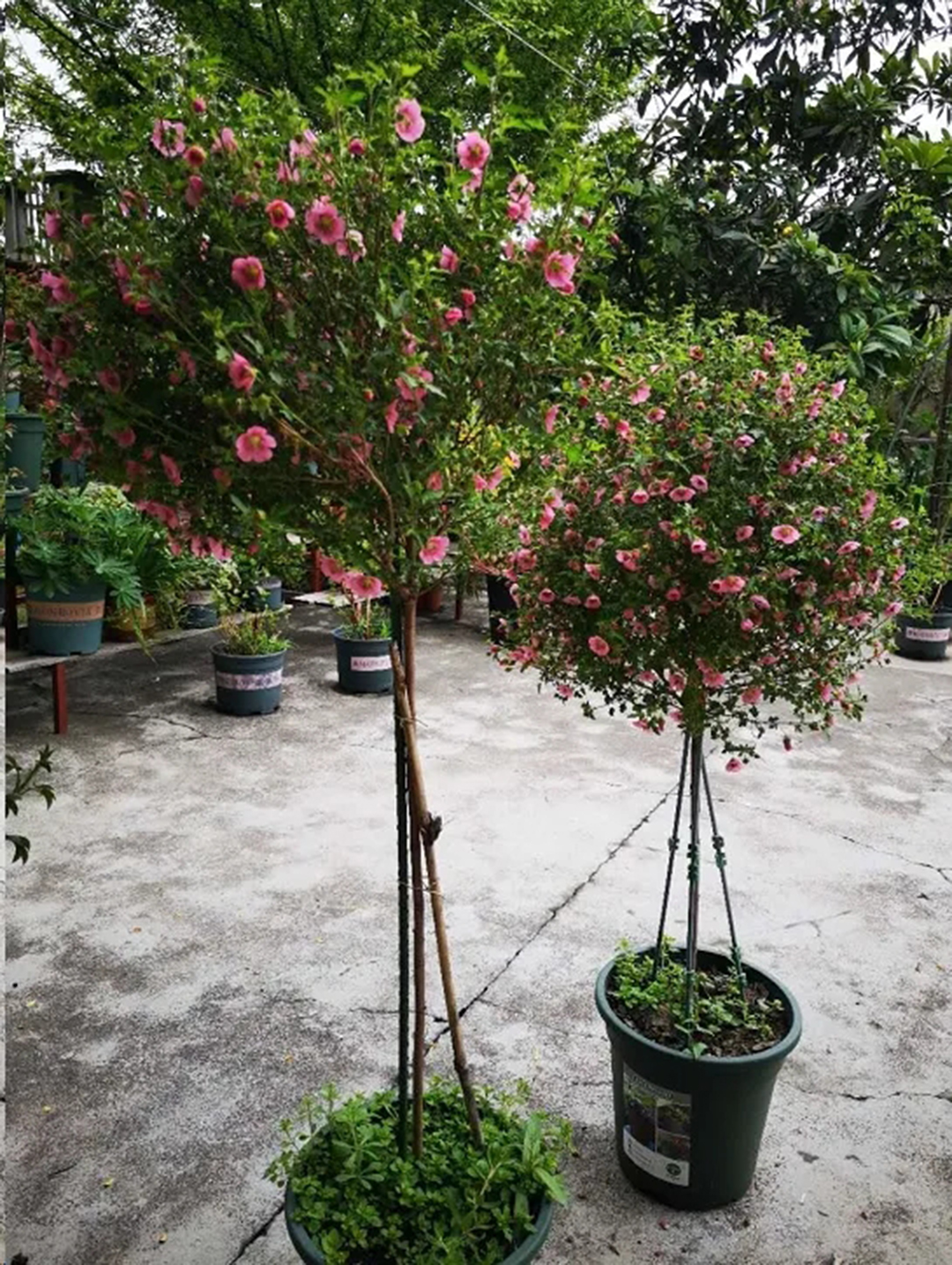 棒棒糖月季现在需要剪枝吗,种植棒棒糖