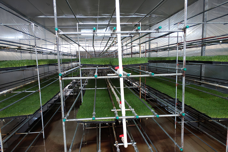 南方人吃龙须菜,南方人吃龙须