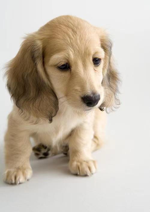 麦富迪狗粮怎么样到底值不值得买,麦顿狗粮和麦富迪狗粮哪种比较好