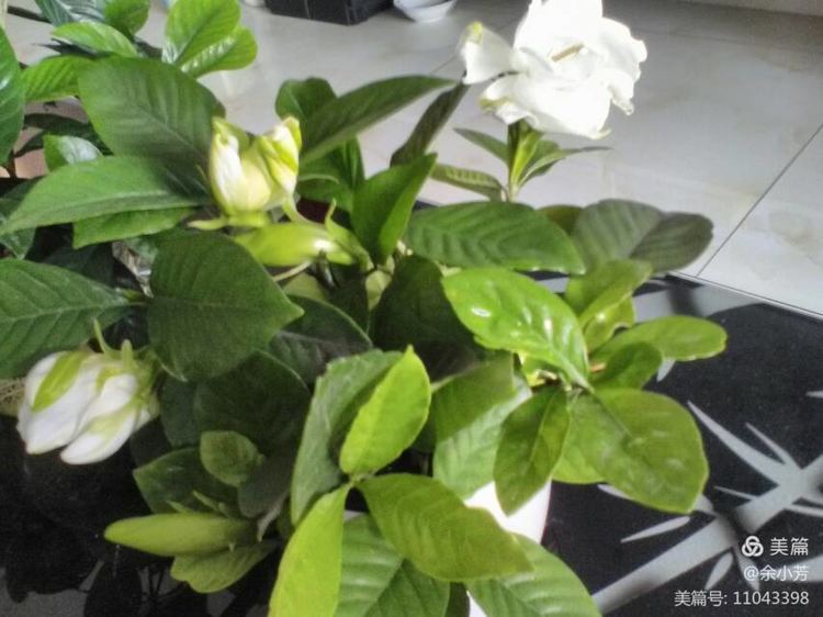 栀子花开舞蹈视频,栀子花开何炅