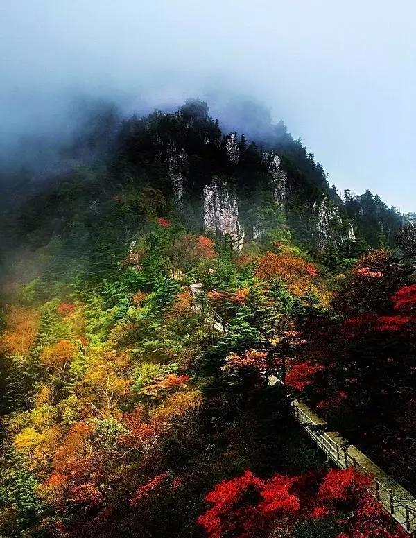 用一句话介绍柞水黑木耳,柞水黑木耳营养价值高吗