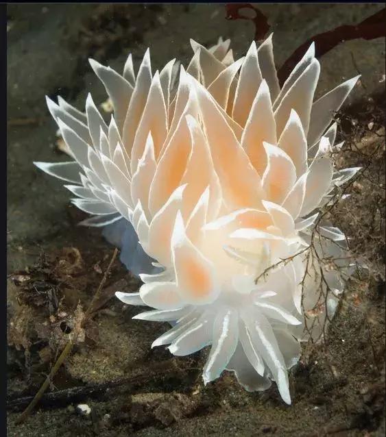 世界上最惊艳的海底照,100张绝美的海底照片