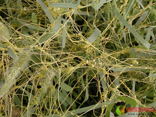 农田根茎常见杂草图谱,水稻农田常见杂草图谱大全