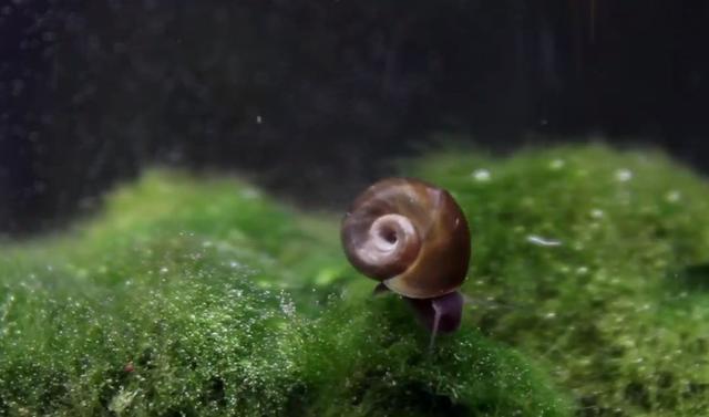 莫斯树到底好不好,莫斯树是什么