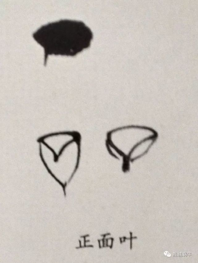 竹叶的画法模板,竹叶的钢笔画法