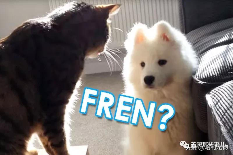 要狗看门？千万别选萨摩耶！这货除了笑不会干别的了