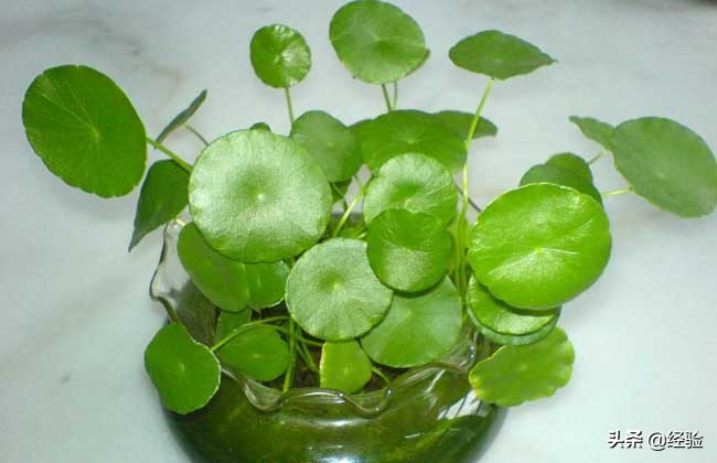 鱼缸怎么养铜钱草,大缸怎么养铜钱草