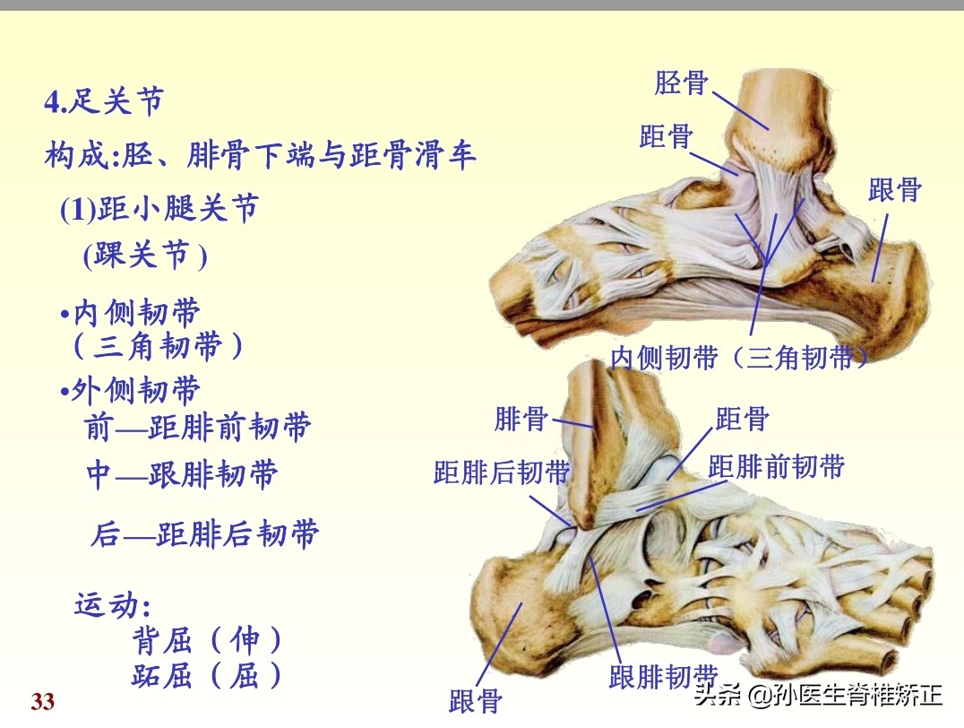 人体解剖学课件ppt,人体解剖学关节学