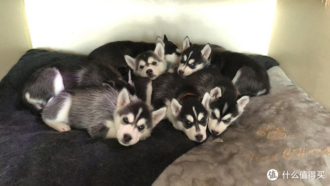 一次创世纪的生活体验—记哈士奇当妈妈