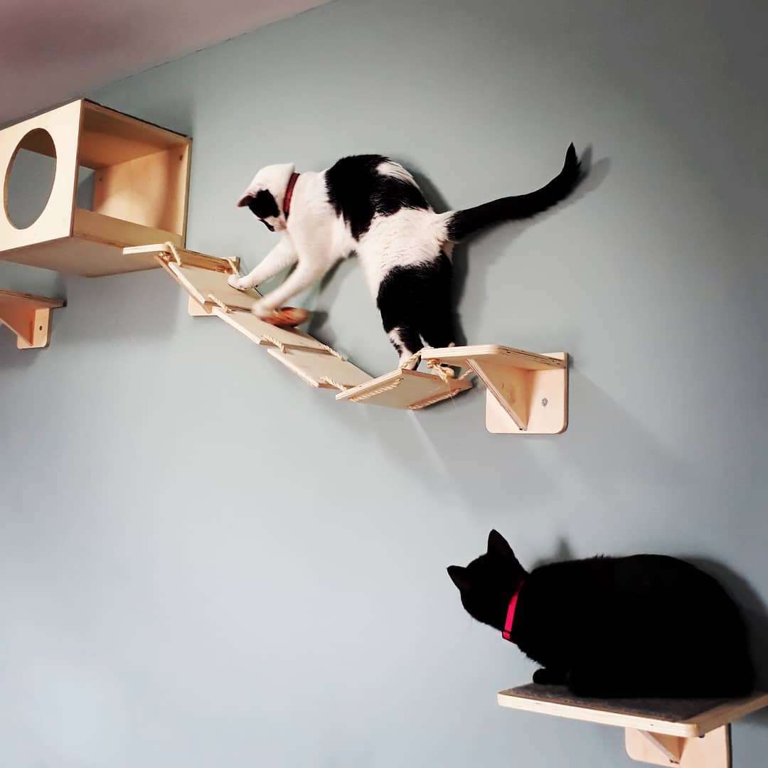 猫怎么运动才能锻炼身体,猫吃完饭可以剧烈运动吗