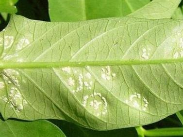 青菜干叶枯叶是什么病,种植的空心菜叶发黄怎么补救