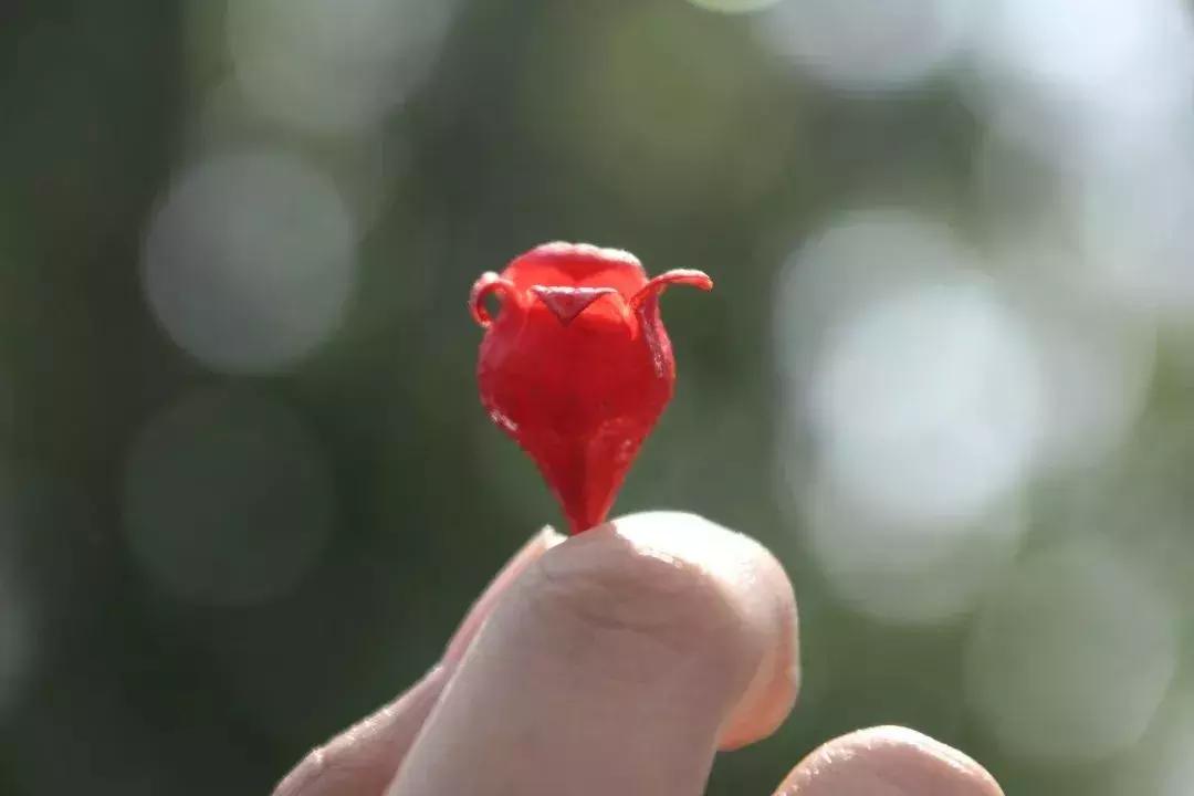 凉山州哪里可以赏花,西昌赏花攻略