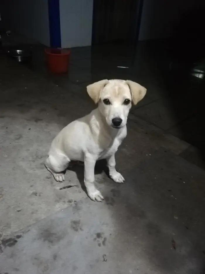 同性恋你可能听说过，但奇葩的狗狗也是同性恋，惊到你了没有？