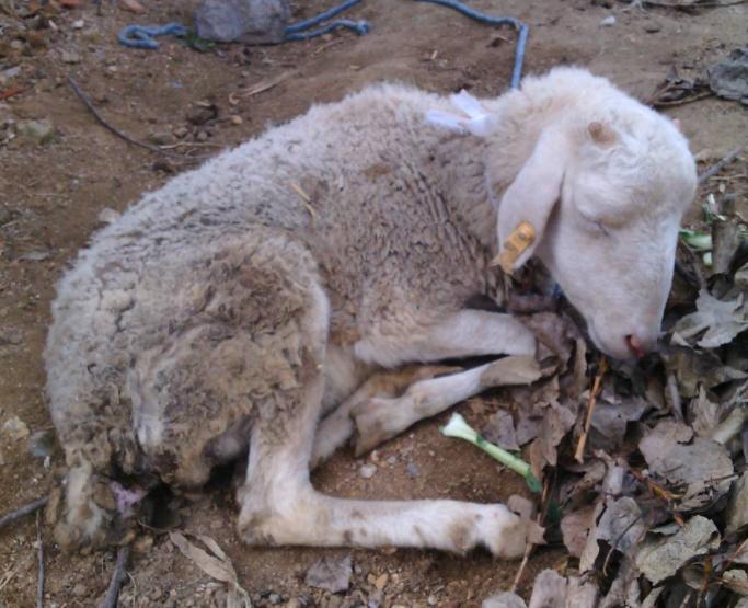 庆大霉素给羊喝能治羊拉稀吗,羊产仔后母羊拉稀怎么回事