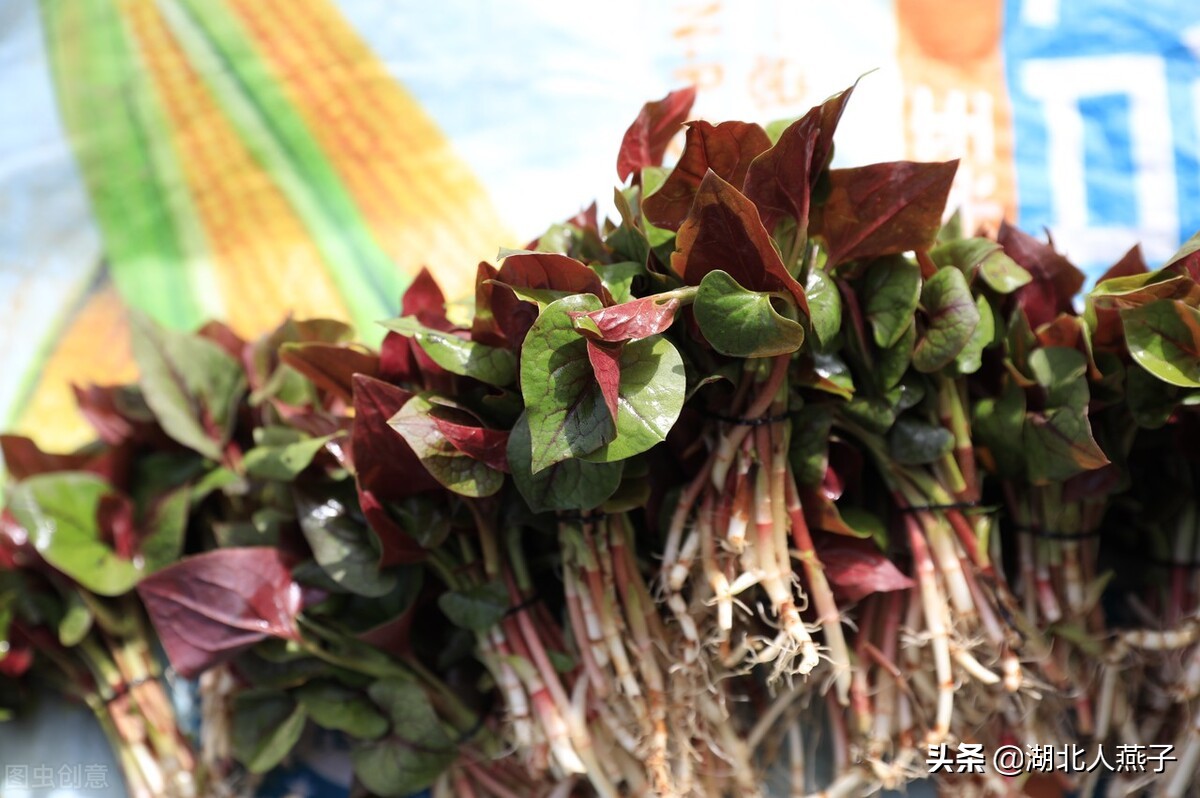 各种可以吃的野菜图片大全及名称 (100种野菜图片大全和名称和吃法)