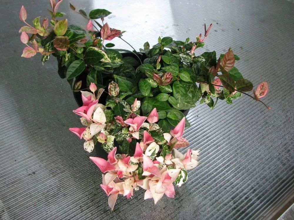 适合室内种植的爬藤植物有哪些,跟绿萝一样好养的爬藤植物