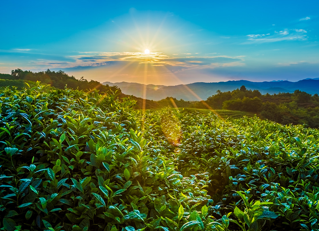 醇粹即溶糯米香普洱茶珍上线小米有品，帝泊洱敬年轻人的好茶