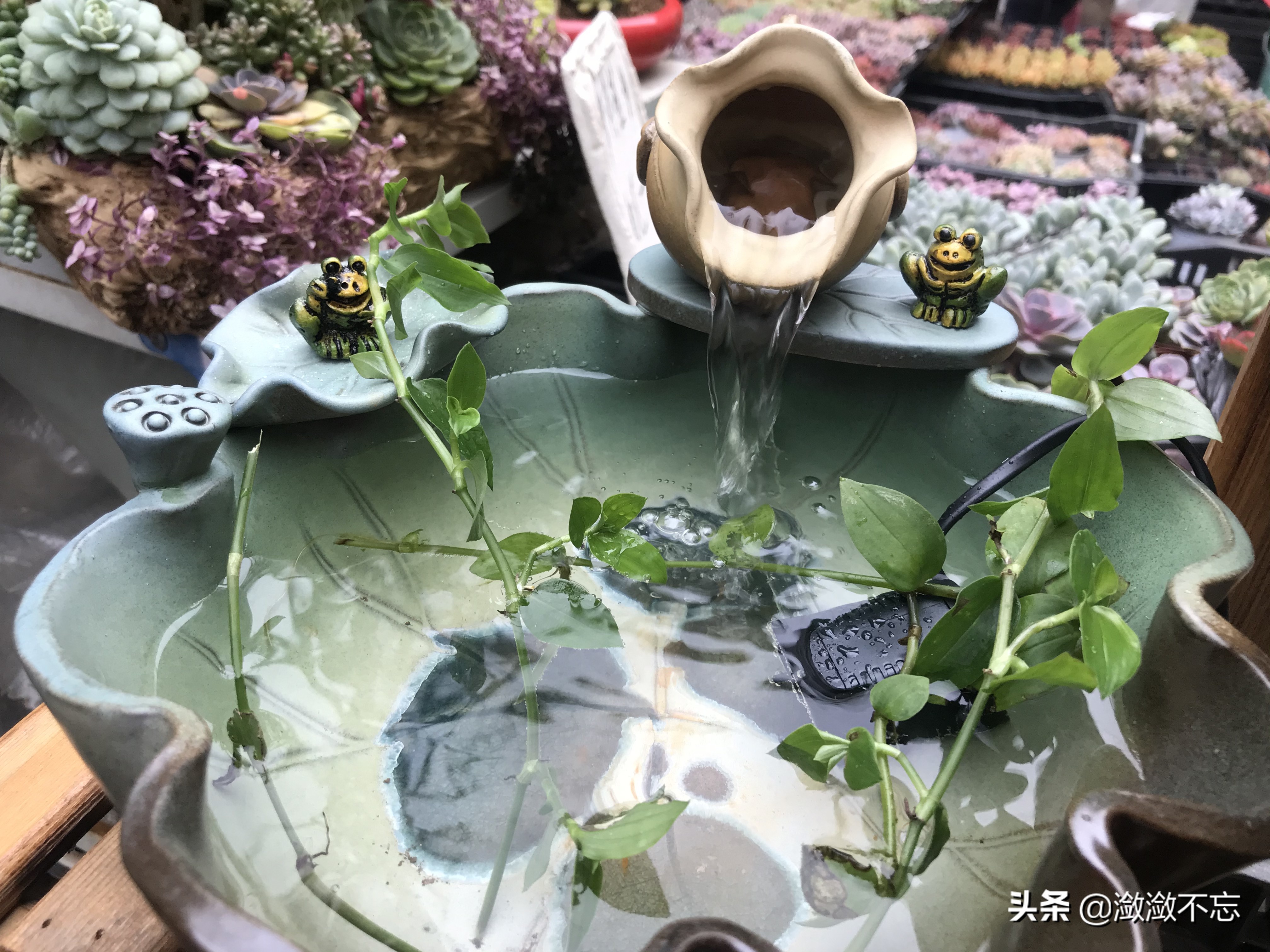 昆明哪里买花便宜又好,昆明斗南花卉市场怎么买花