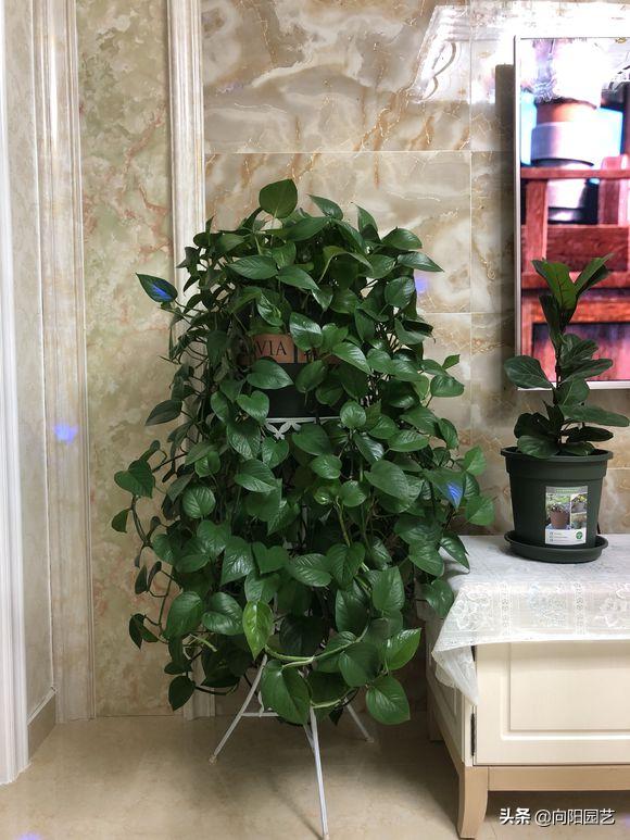 养绿萝出现黄叶子怎么办,室内养的绿萝有露珠