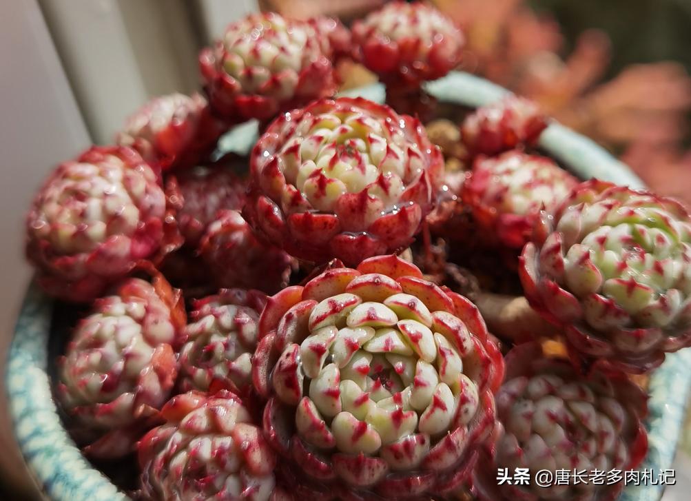 多肉僵苗怎么处理才能快速生长,多肉有新根为什么还是僵苗