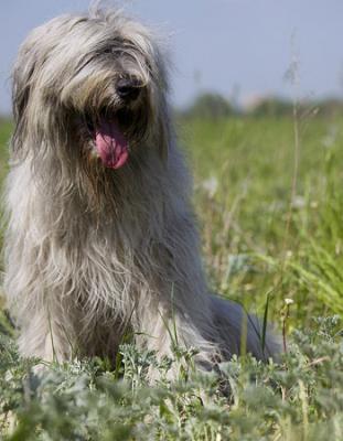 宠物狗大全免费观看,什么狗最好养又听话又聪明大型犬