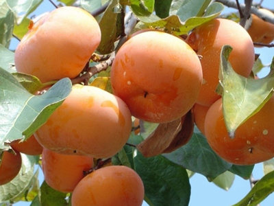 柿子做的馒头窝窝头,柿子做的饼叫什么