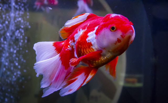 鱼缸水质净化最好的植物,鱼缸里加植物营养液对鱼有害吗