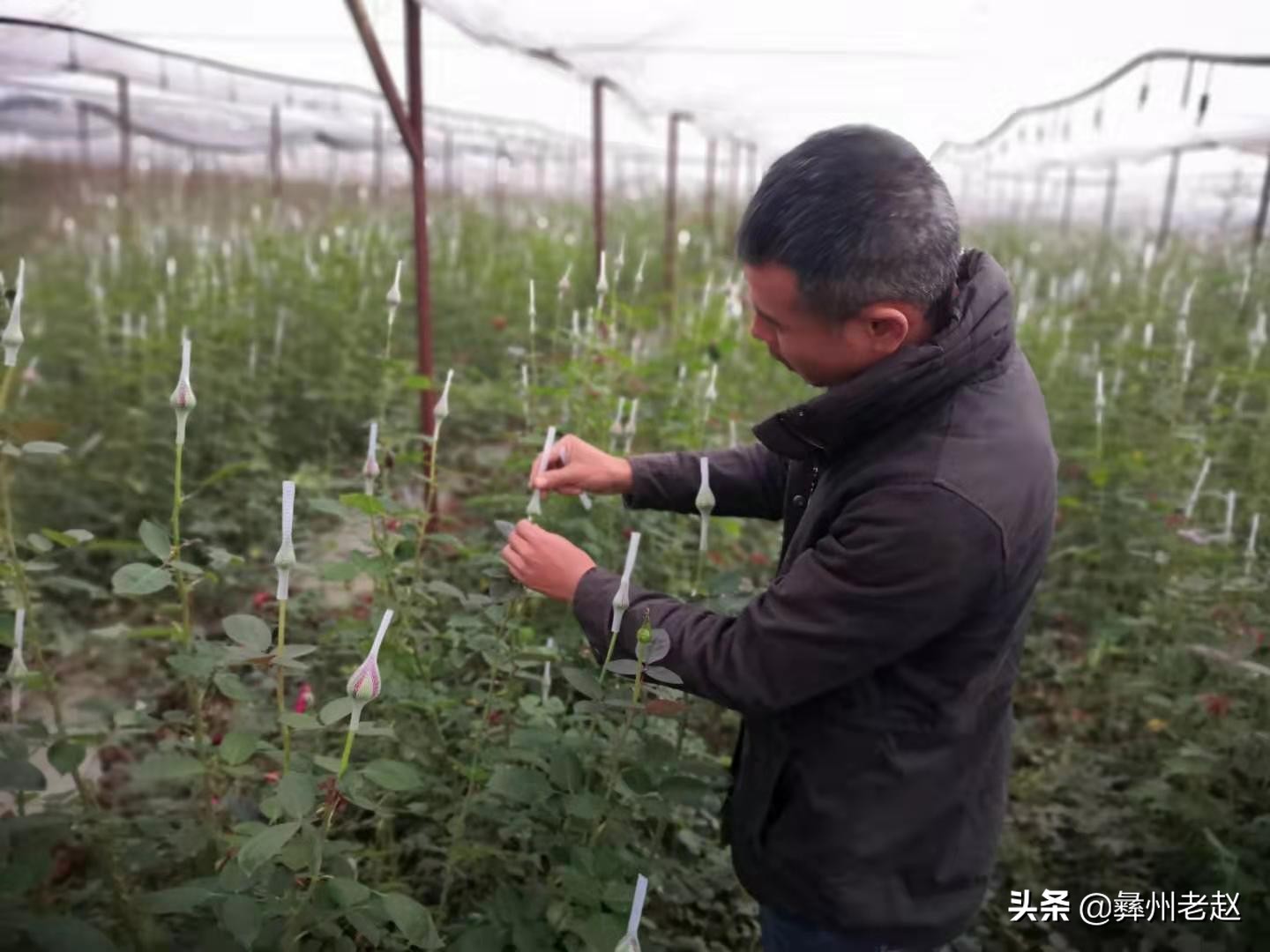 你知道为什么要给玫瑰花上网套吗？看看5年的花农怎么说