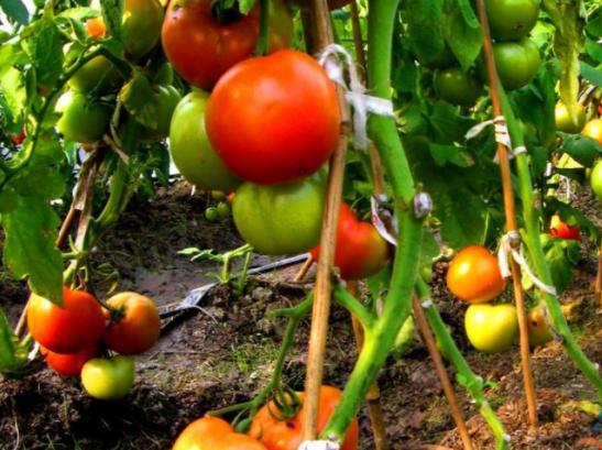 推广农药科技新产品五项措施,有机农业植保的政策