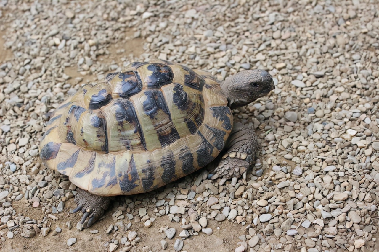乌龟喂养多久吃一次龟粮比较好,养乌龟一次喂多少龟粮合适