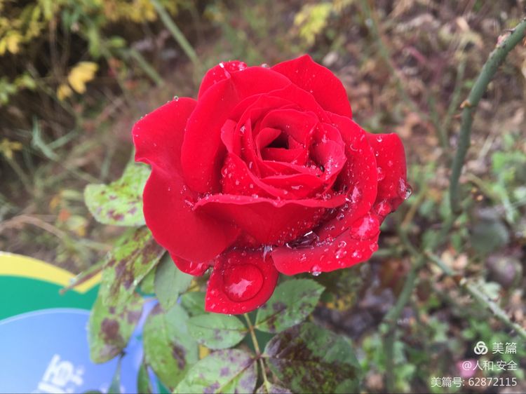 陕西省渭南市临渭区人和小学,临渭区人和小学