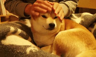 ilovedog,ilovedog缈昏瘧