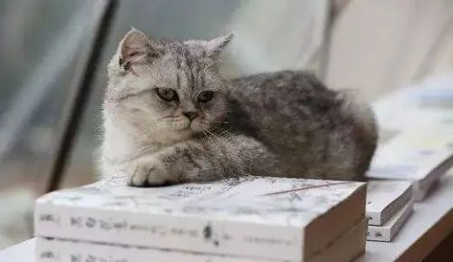 猫咪肠胃不好怎么调理食谱,猫咪肠胃不好怎么调理吃猫粮