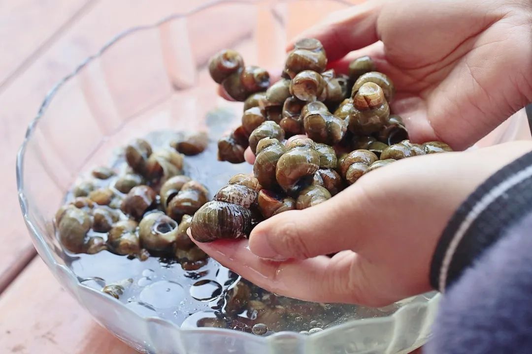 螺蛳洗完还有沙？我来教你这一招，田螺拼命吐沙，拦都拦不住